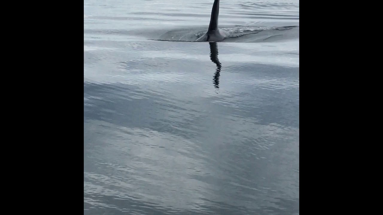 Icy Strait Orca 2019, Glacier Wind Charters