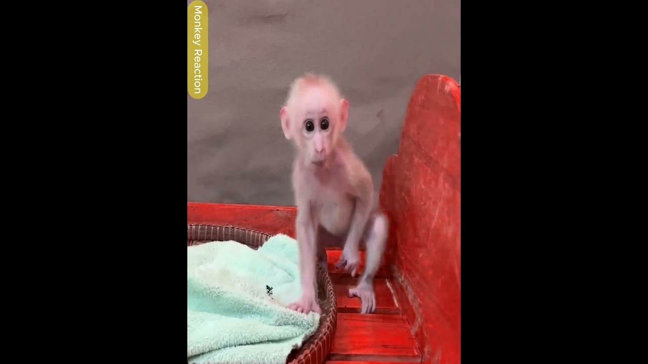 Mom Final Decision to Stop Her Monkey Playing Pipe
