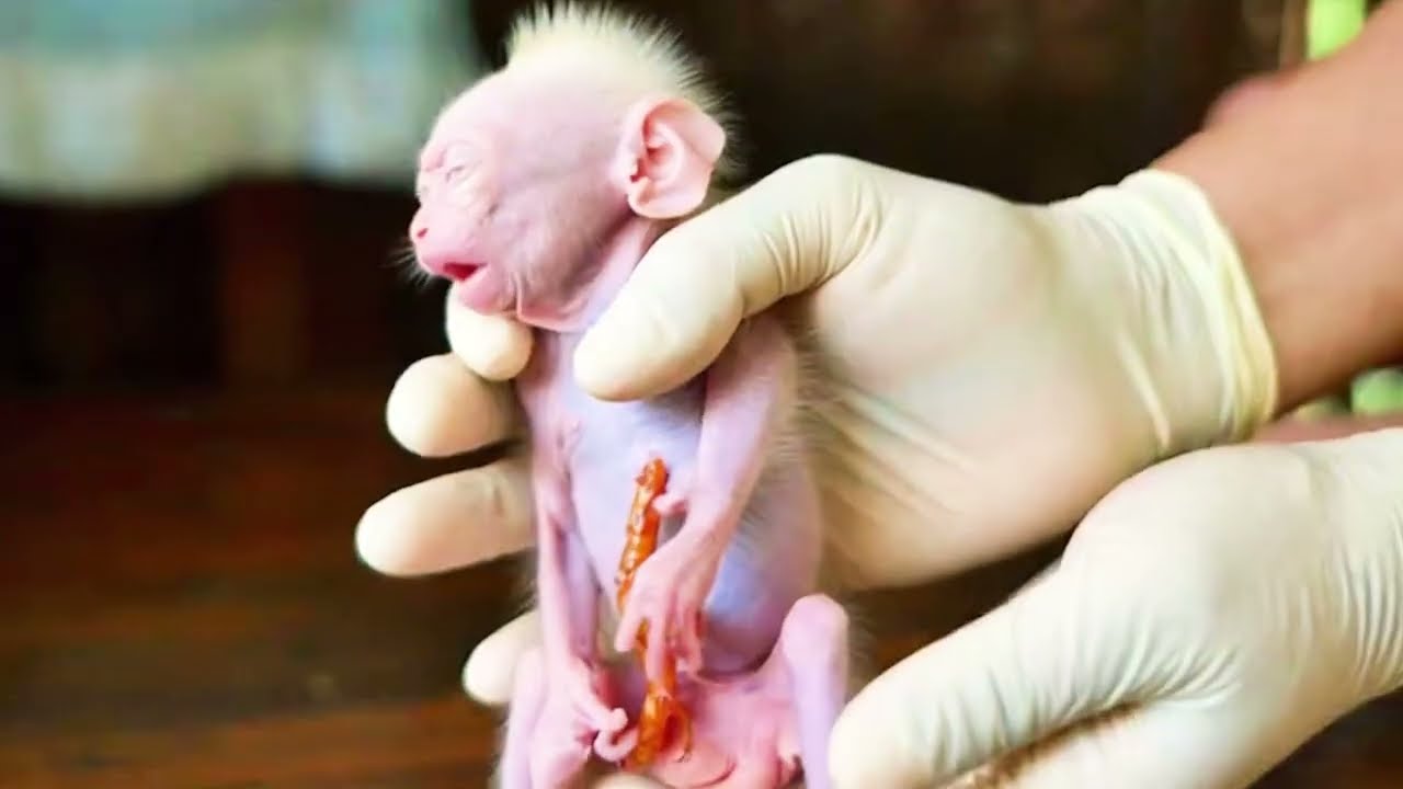 most tiny albino baby monkey Umbilical Cord of a Monkey no teeth