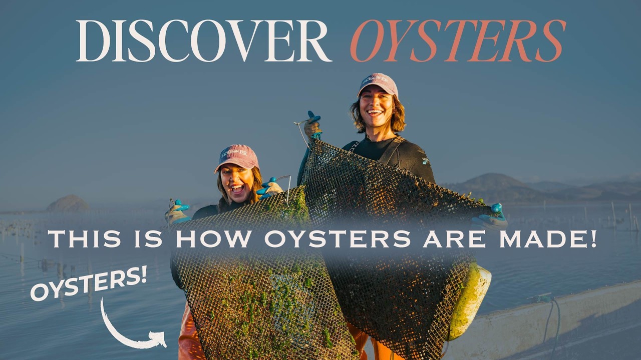 How Oysters Are Farmed | From Ocean to Plate - Inside California’s Oyster Farms