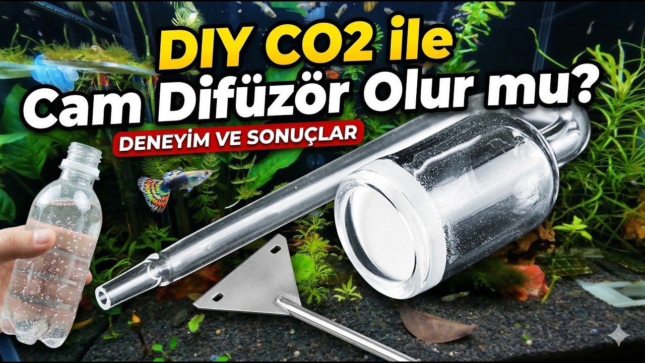Akvaryumda Mayalı Co2 ile Cam Difüzör Çalışır mı? | Elveda Temu