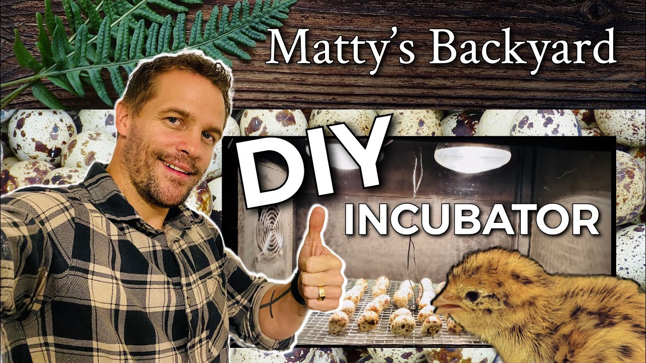 DIY Quail Egg Incubator #quail #diy #incubator