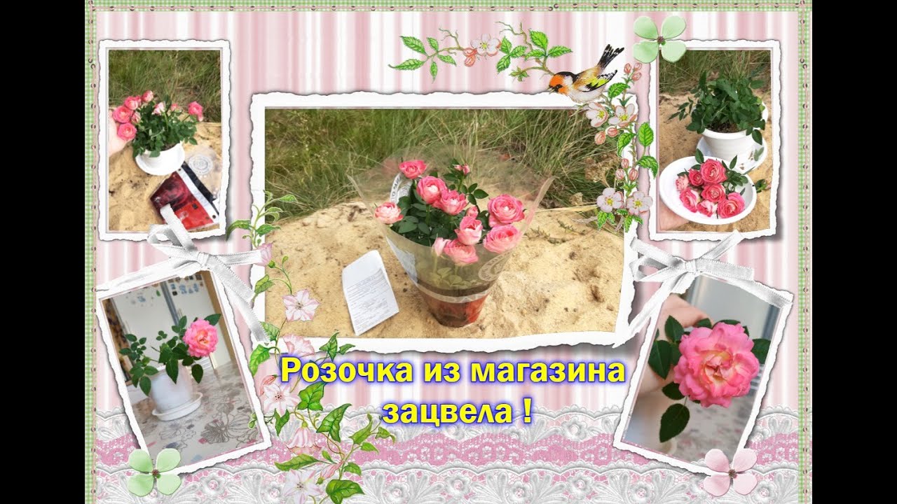 ✅ Розочка Кордана. Пересадка, обрезка и повторное цветение уже дома