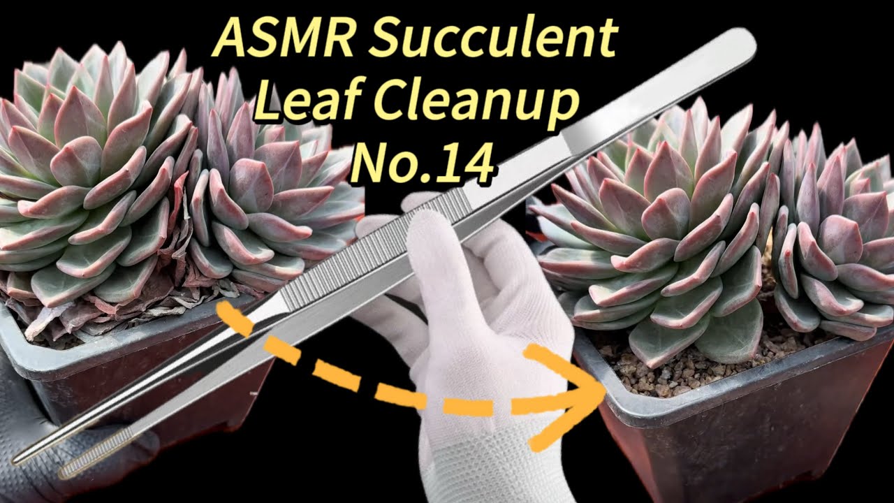 ASMR Succulent Leaf Cleanup No.14