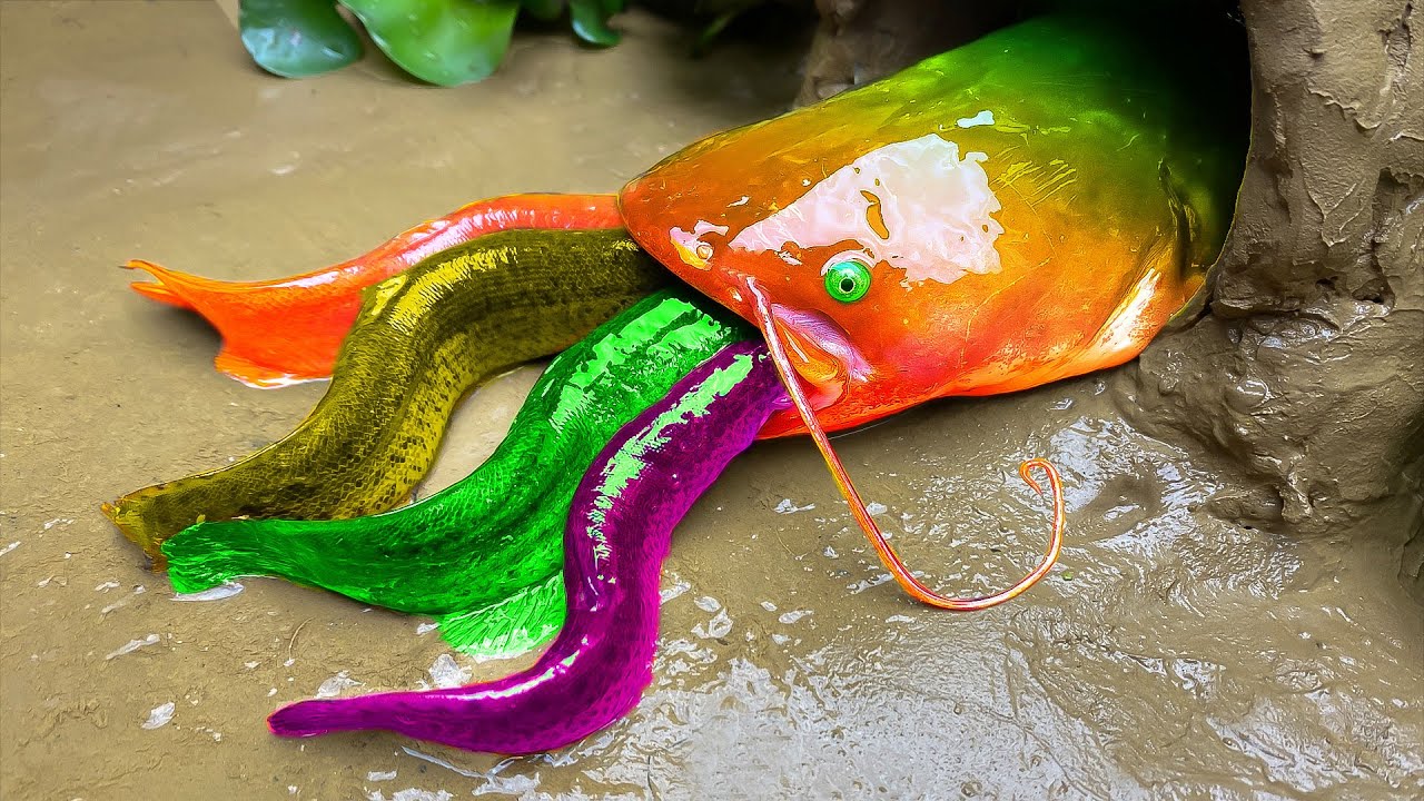 Menemukan ikan hias warna-warni, Ikan lele pelangi, ikan cupang - RAINBOW CARP ASMR Funny