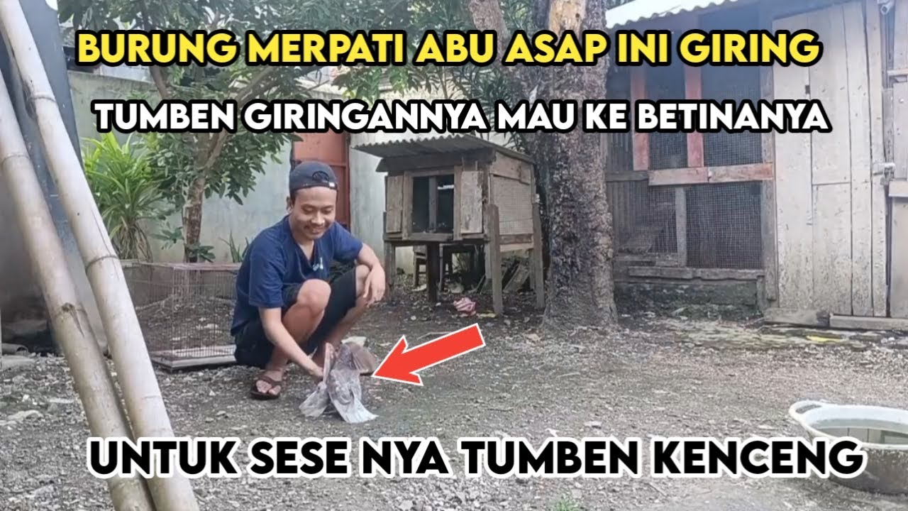 TUMBEN MERPATI ABU ASAP GIRINGNYA TEPAT KE BETINA, SESENYA LUMAYAN KENCENG JUGA #hakhofamily 