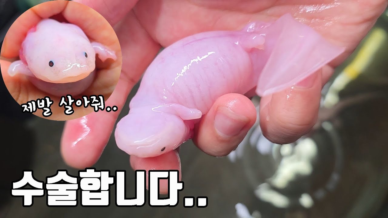 바늘로 안하면 죽는다길래 우파루파 긴급수술했습니다..