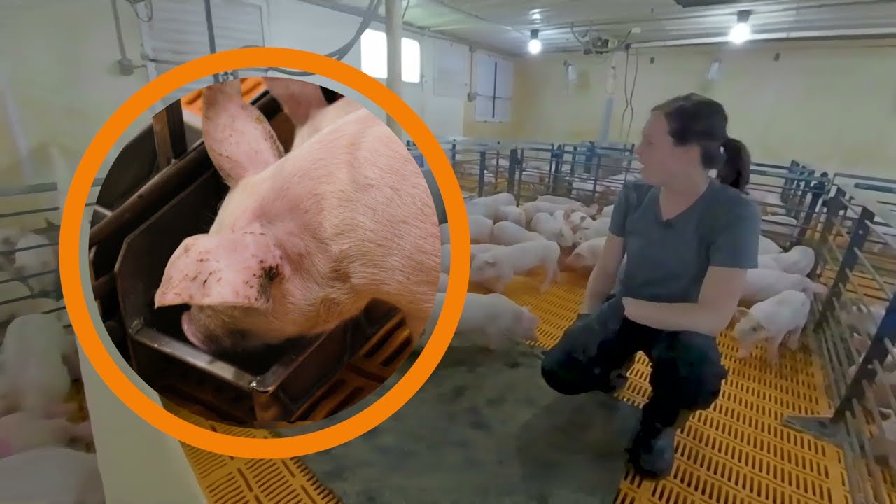 The Nursery Barn - Pig Farming