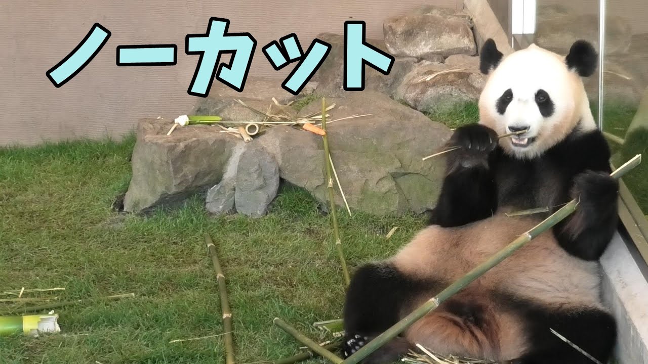 【ノーカット】結浜が起きてくるまで【毎週パンダ 2024/06/01】