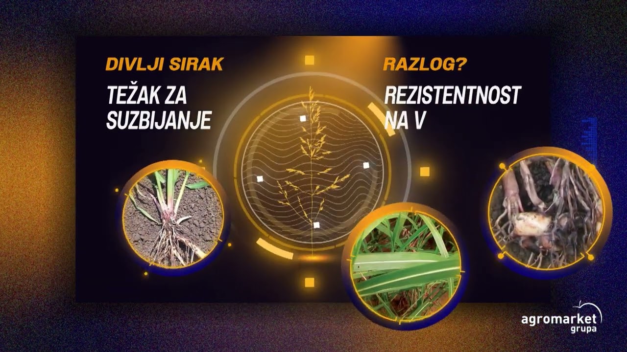AGRO PREPORUKA - Kletox Extra za zaštitu suncokreta i soje od korova