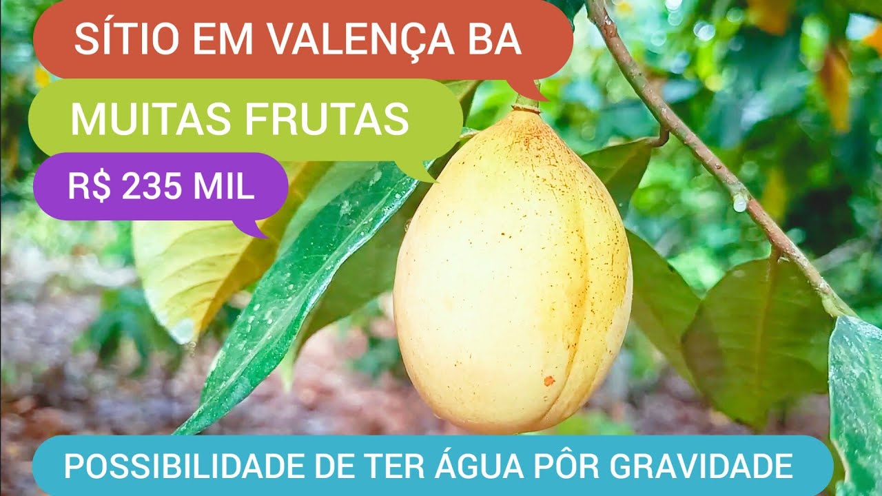SÍTIO COM 3 HECTARES EM VALENÇA BA CÓDIGO 0223 ZAP 73981663547 MARCIO