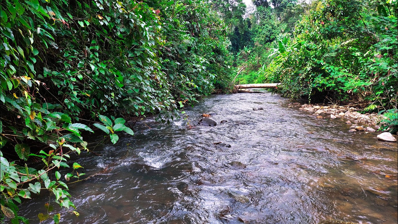 Goodbye Insomnia with Natural Sounds of River Stream and Gentle Moving Water that Calm the Mind