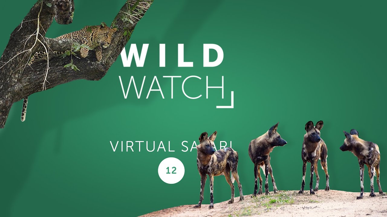 Last chance for a leopard | WILDwatch Virtual Safari 12