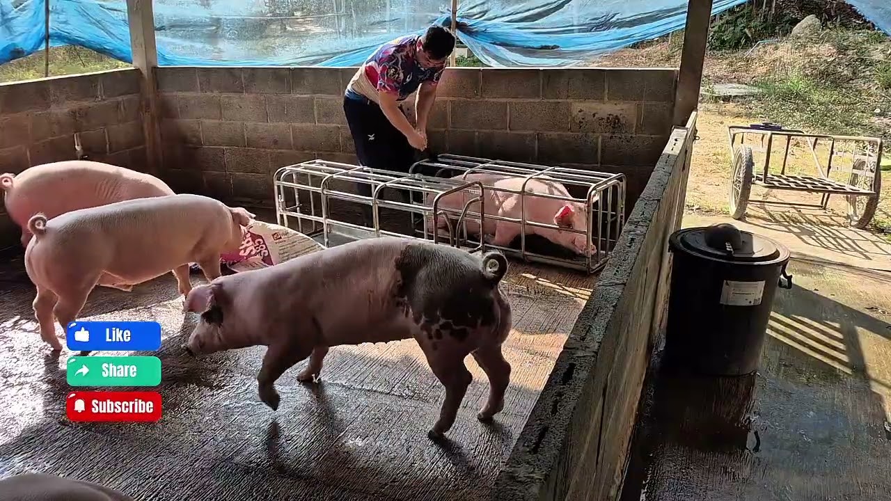 พาไปชมการจับหมูคนเดียวยกหมูคนเดียวในสไตล์ ธนสารฟาร์ม🐷🐷🐷#คนเลี้ยงหมู 