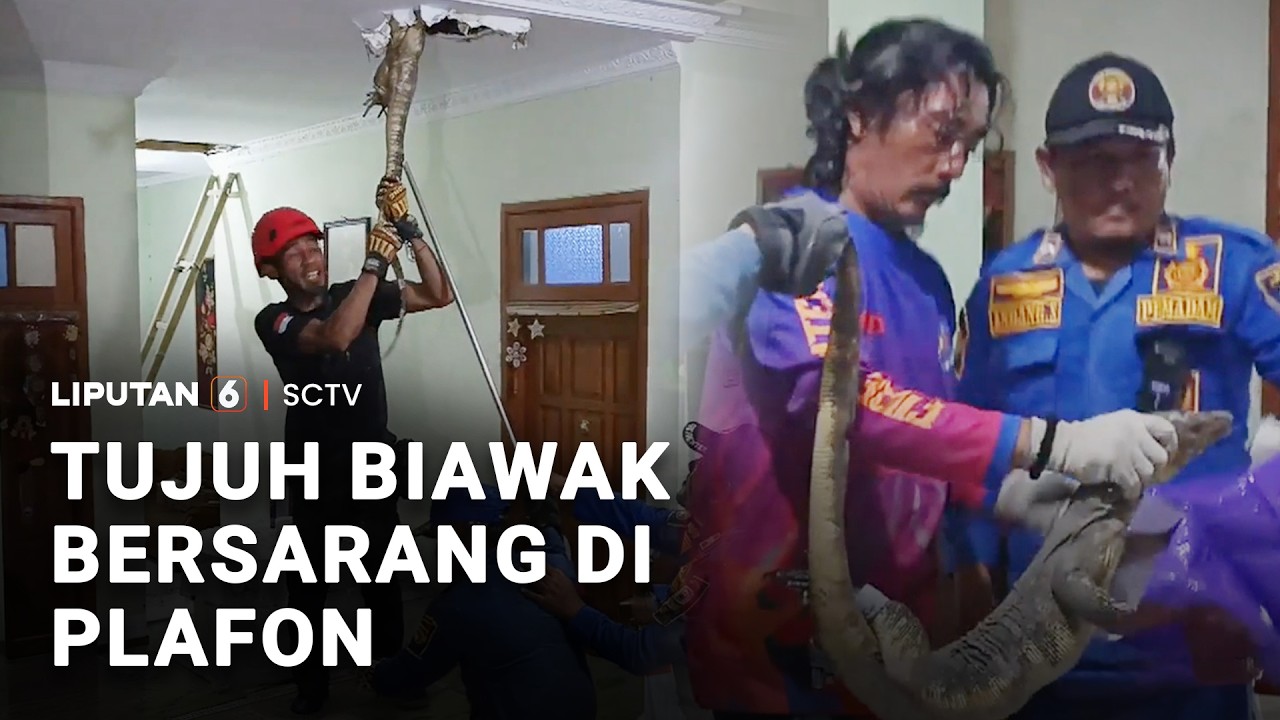 Tujuh Biawak Bersarang di Plafon Rumah | Liputan 6