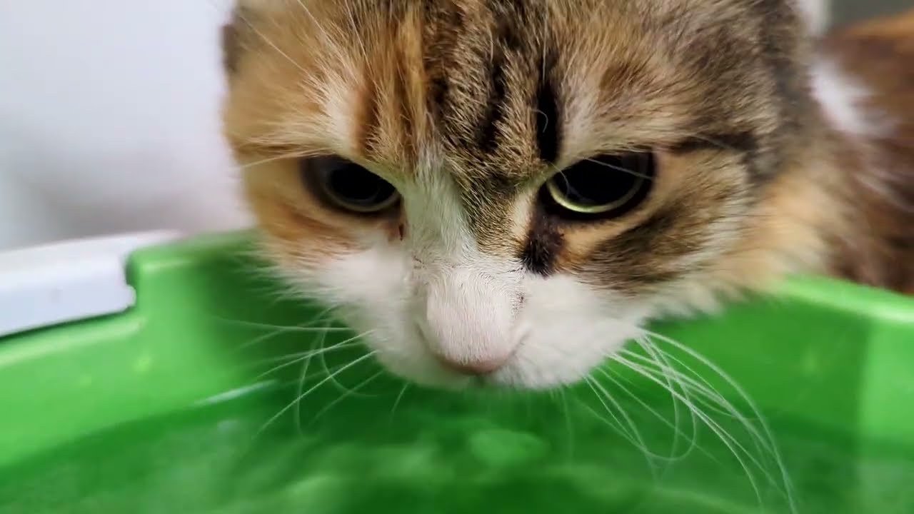 Cat drinking water again