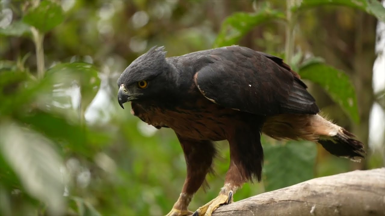 Acciones para proteger al Águila Andina en Ecuador por parte de Fundación Cóndor Andino Ecuador.