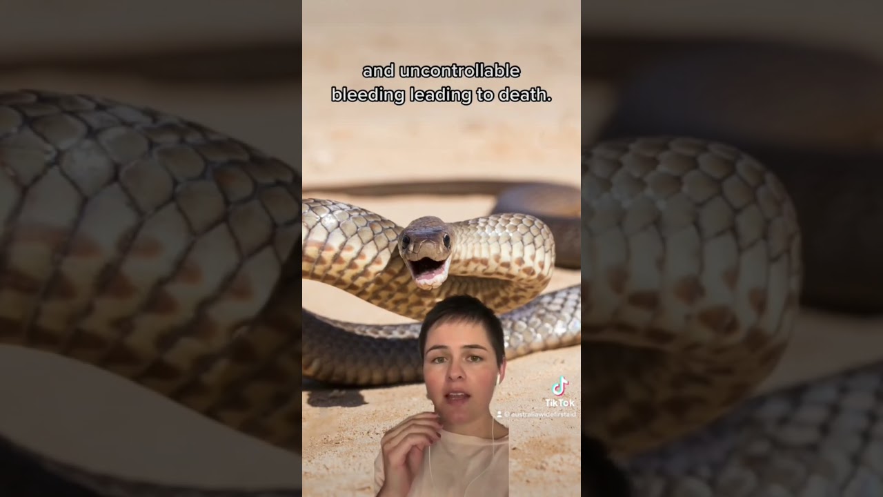 🐍 The Eastern Brown Snake 🐍 