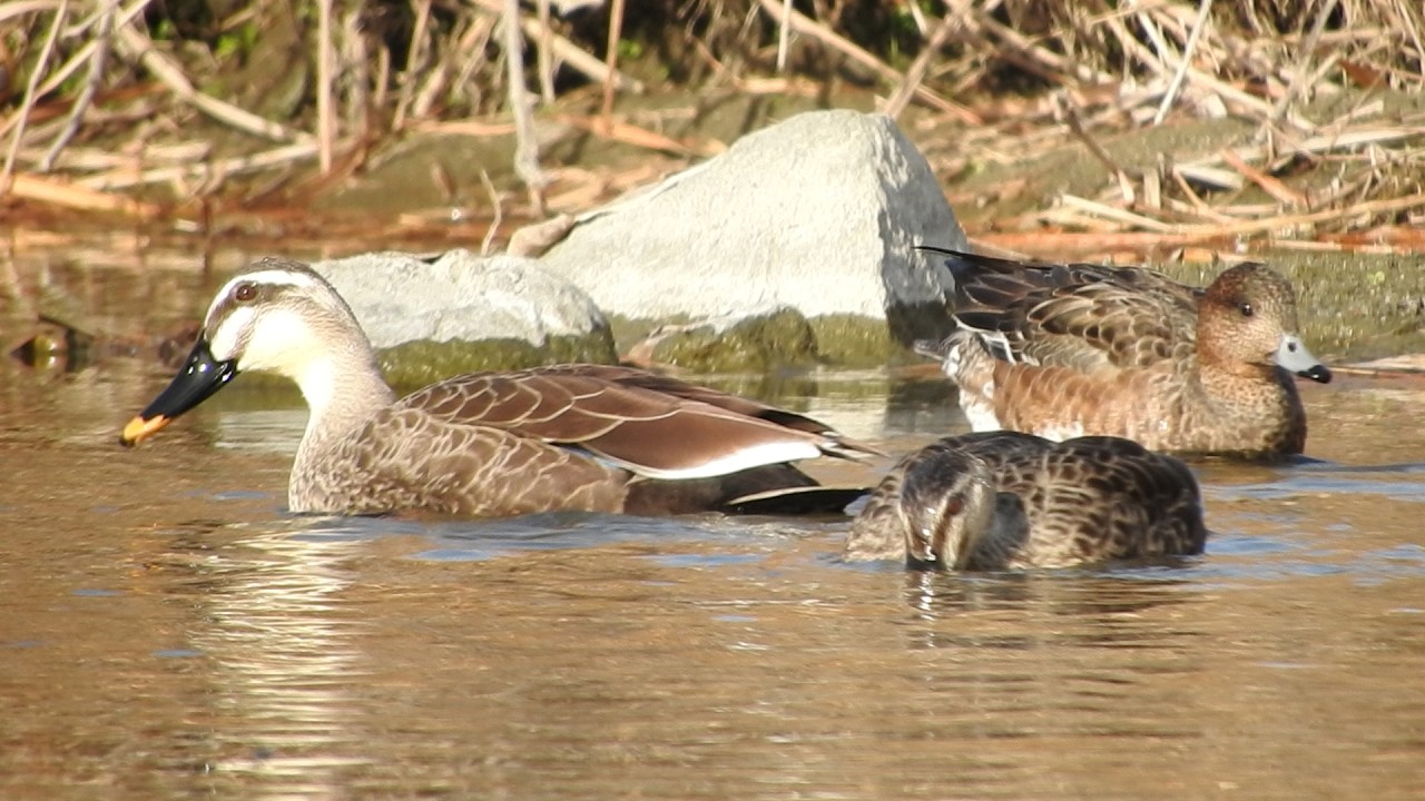 【日本の水鳥】カモの群れとイソシギ【Ducks and Funny Bird Behavior】