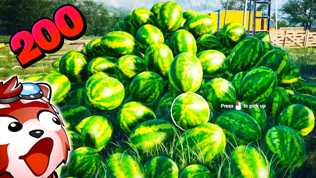 AM STRANS PESTE 200 DE PEPENOI (Recolta Record) VIATA LA FERMA