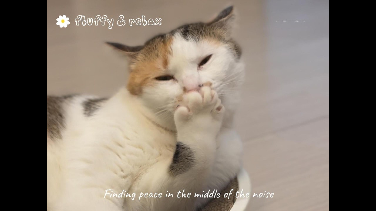 【1小時背景音樂】貓咪陪你聽海浪 🐾 適合讀書、專注的溫暖旋律 ｜Cozy Cat & Ocean Waves for Study and Focus