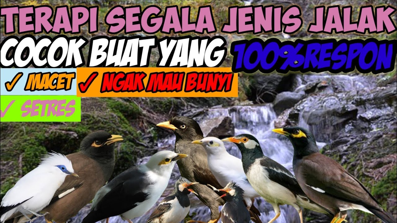 terapi segala jenis burung jalak auto langsung respon