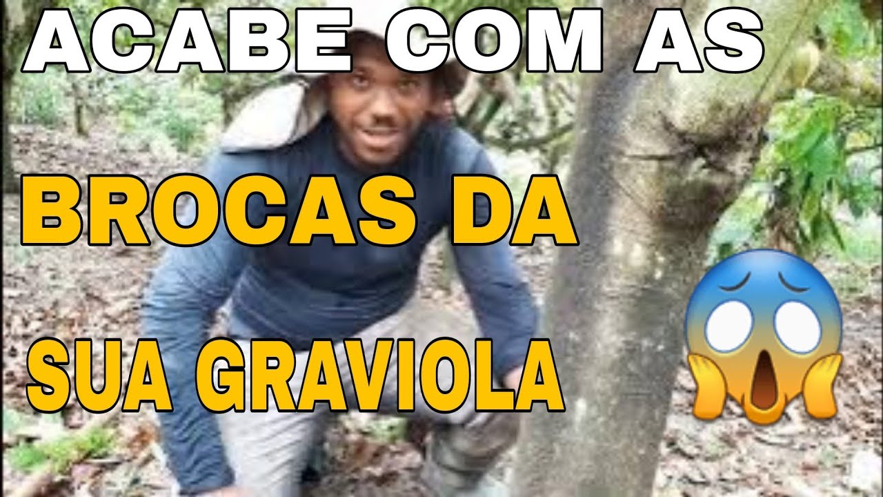 🛑GRAVIOLA GIGANTE( olha o que a broca faz)😱😱