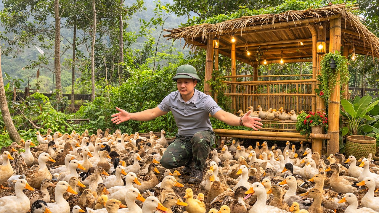CEO Leaves the City for the Forest: Buying Ducks and Building a Duck Coop for My Farm