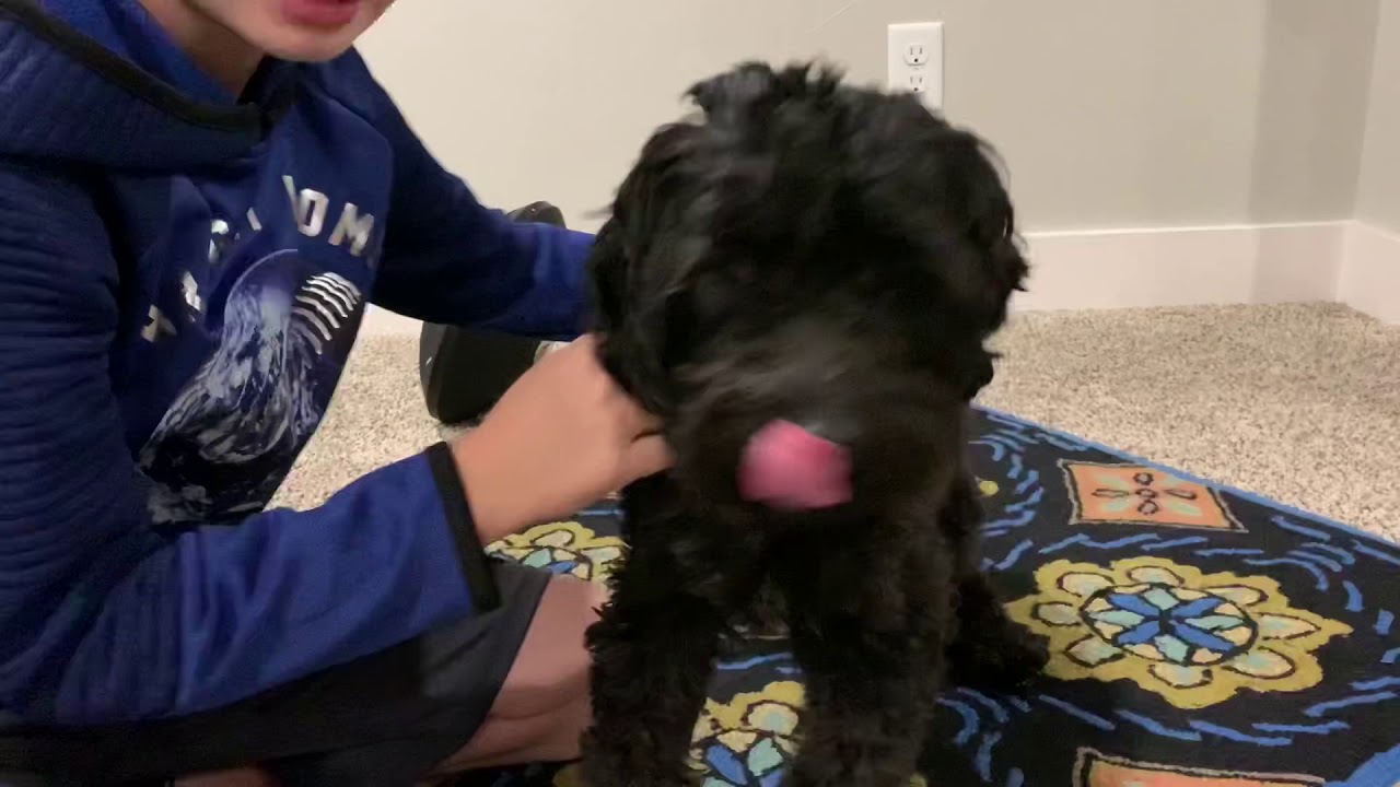 Havanese tricks