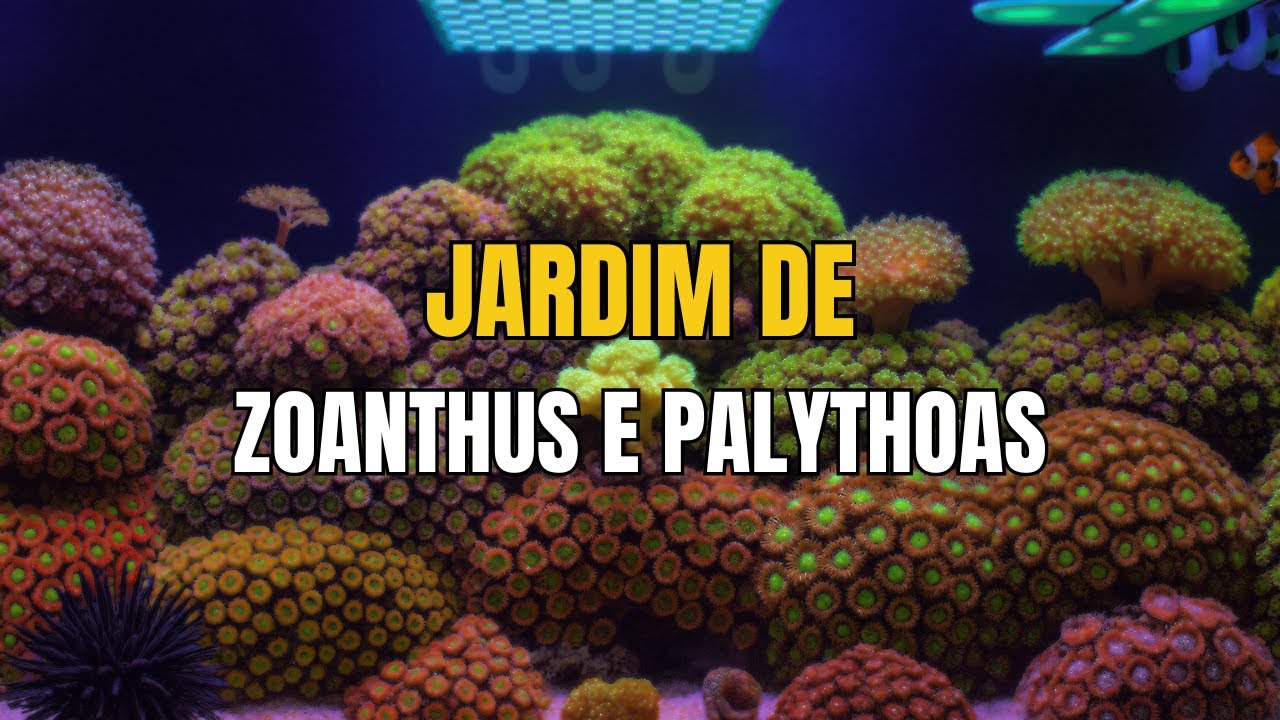 JARDIM DE ZOANTHUS E PALYTHOAS