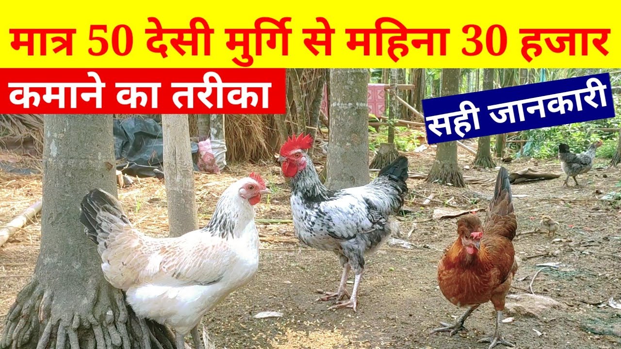 मात्र 50 देसी मुर्गि से महीना 30 हजार कमाने का आसान तरीका | Shed| Investment|Profit|