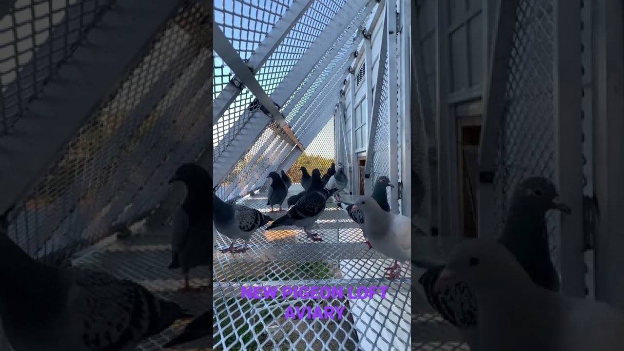 New Pigeon Loft Aviary + Landing Board | Racing Pigeons | Homing Pigeons #shorts @OLYMPUSLOFT