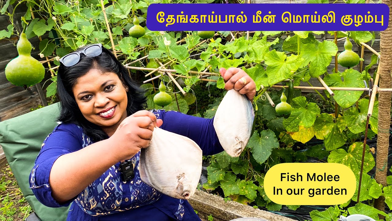🐠 மணக்கும் மீன் மொய்லி குழம்பு/Delicious fish molee outdoor cooking/Popular international fish dish