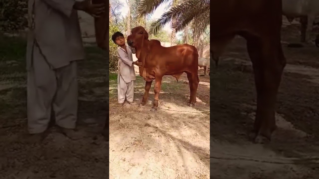 Brahman Bachra | Hassam Farmology