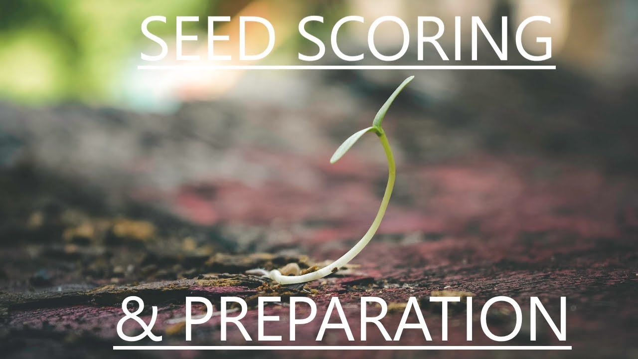 Canna & Calla  Lily Seed Scoring Preparation