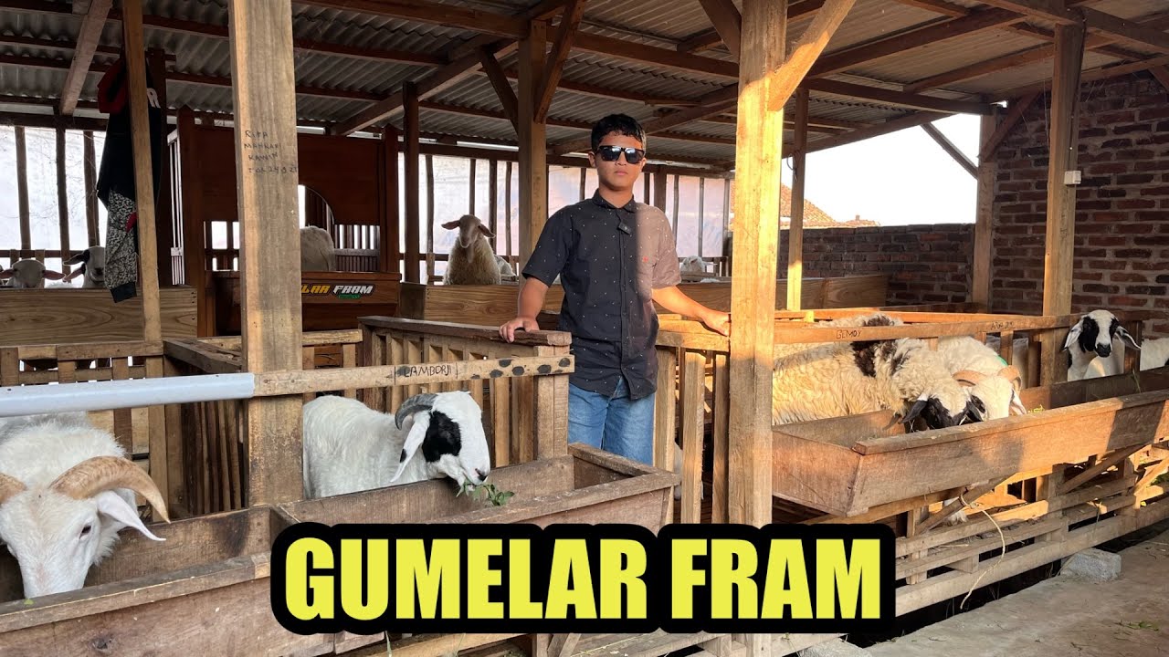 GUMELAR FARM 16 TAHUN SUDAH PLIHARA DOMBA KONTES