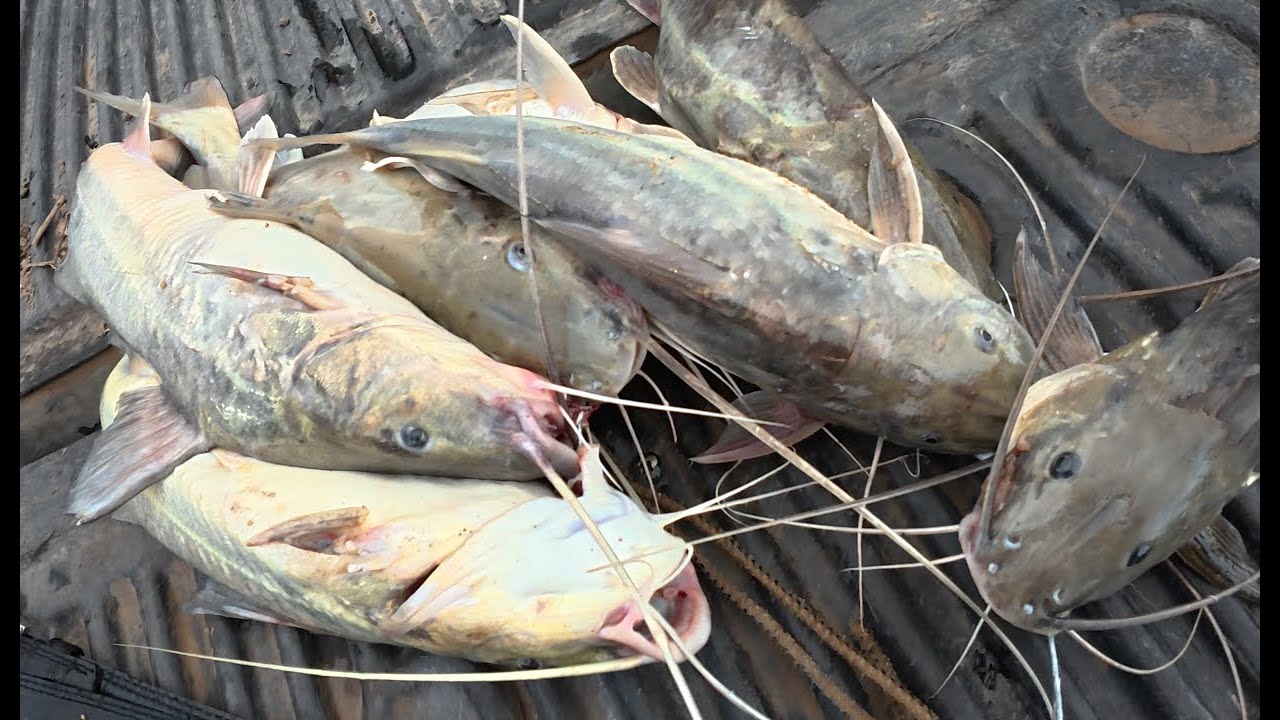 LA CARNADA MAS RENDIDORA (buena pesca de RIO)