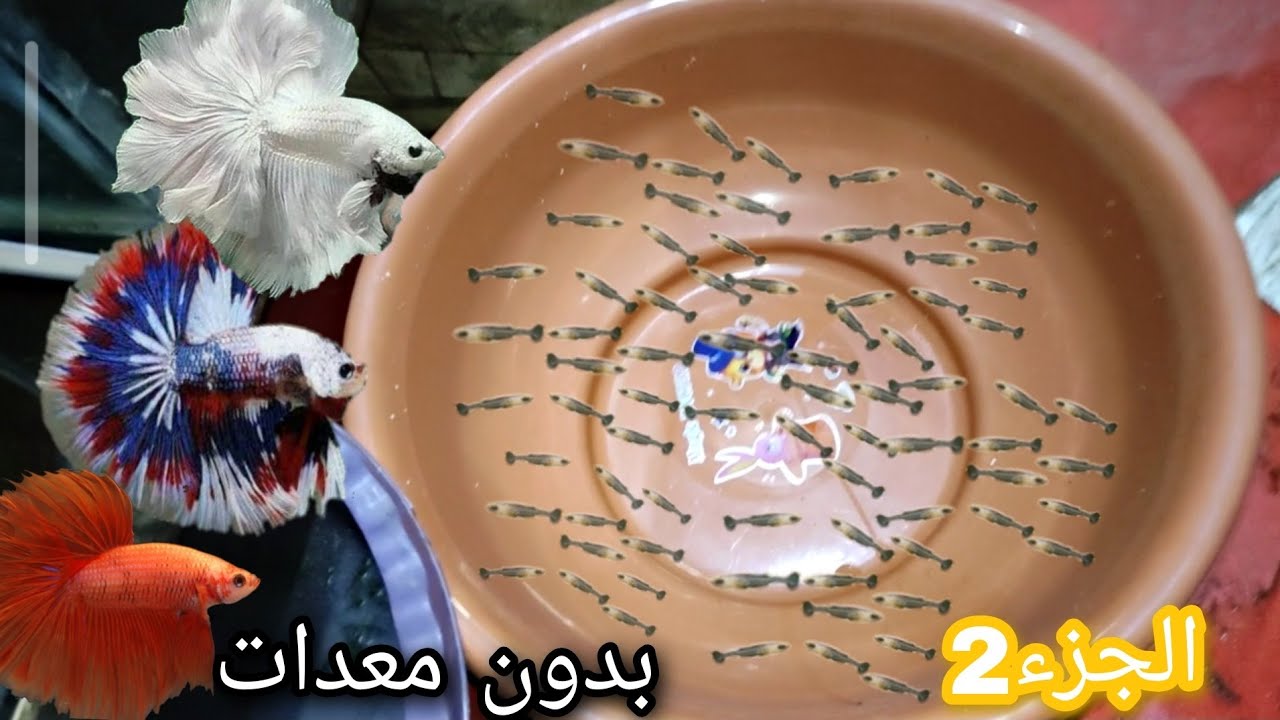 تفريخ سمكة الفيتر في علبه بدون معدات 🤔 الجزء الثاbreeding bitta part 2