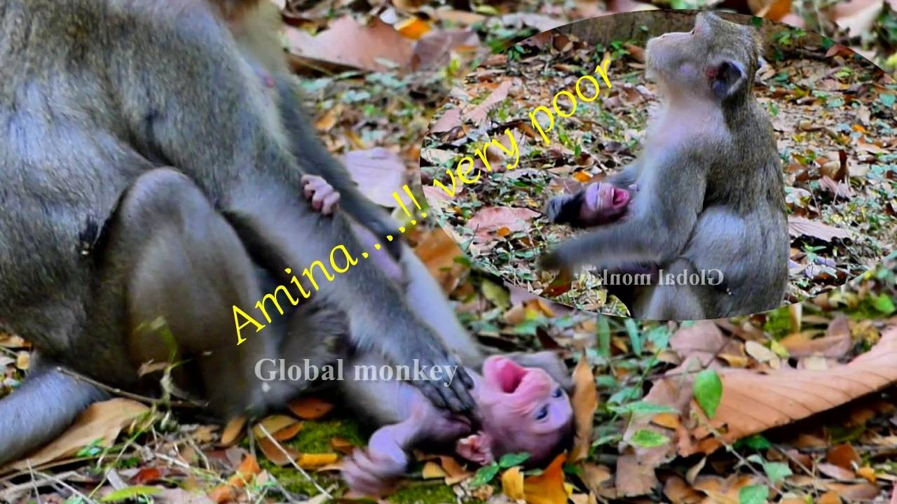 H-eartache...!!.. At this moment, Amina is e-xperiencing a deep h-eartbreak for her mother