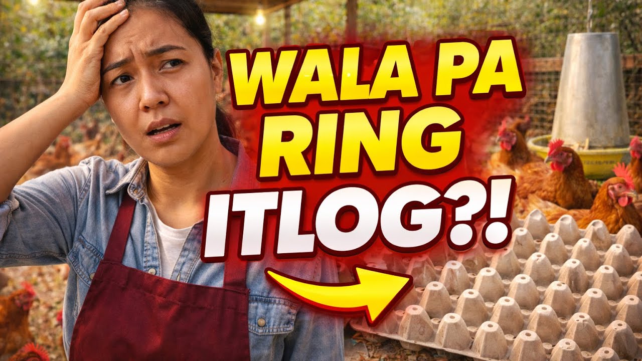 COMMON BEGINNER MISTAKES BAGO MANGITLOG ANG MGA READY TO LAY CHICKEN