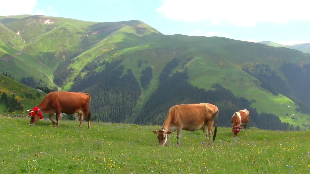 Karadeniz Ağıt - Gözyaşlarım Oldu Sel Uzaktan Baka Baka