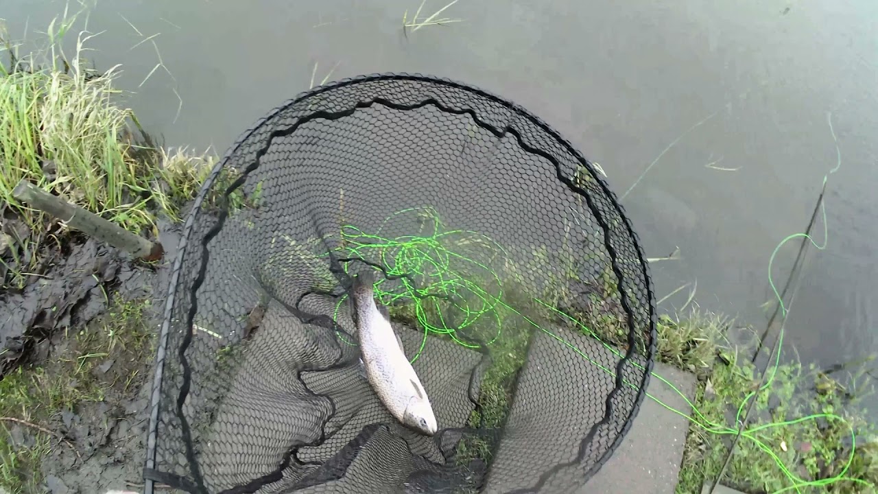 Bowden Springs Fishery