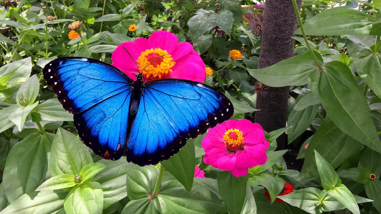 Butterfly Garden at Como Zoo (Waltz of the Flowers)