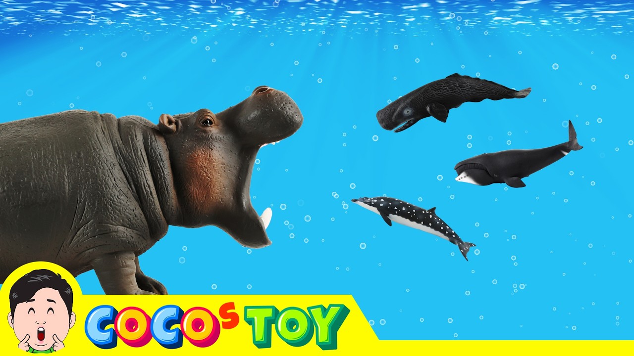 [Ko] #29 배고픈 하마 VS 고래, 돌고래 (hippopotamus VS Whales, Dolphin) kids education, Collecta figure