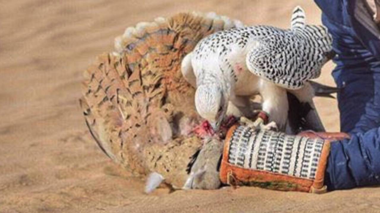 مجاراة يا سيف مبطي - كلمات الشاعر أحمد بن هياي المنصوري - كلمات الشاعر عبد الرحمن آل نجم