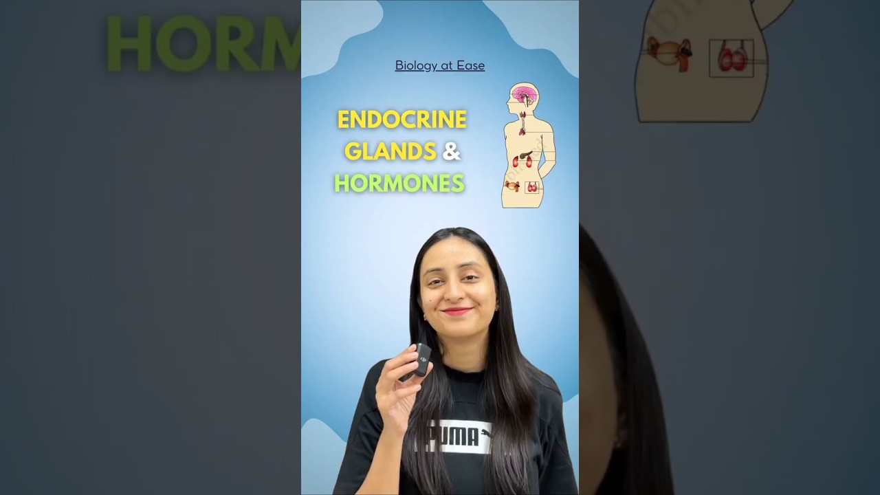 Endocrine glands & Hormones | Endocrine v/s Exocrine glands #biology #class11 #shorts #neet #study
