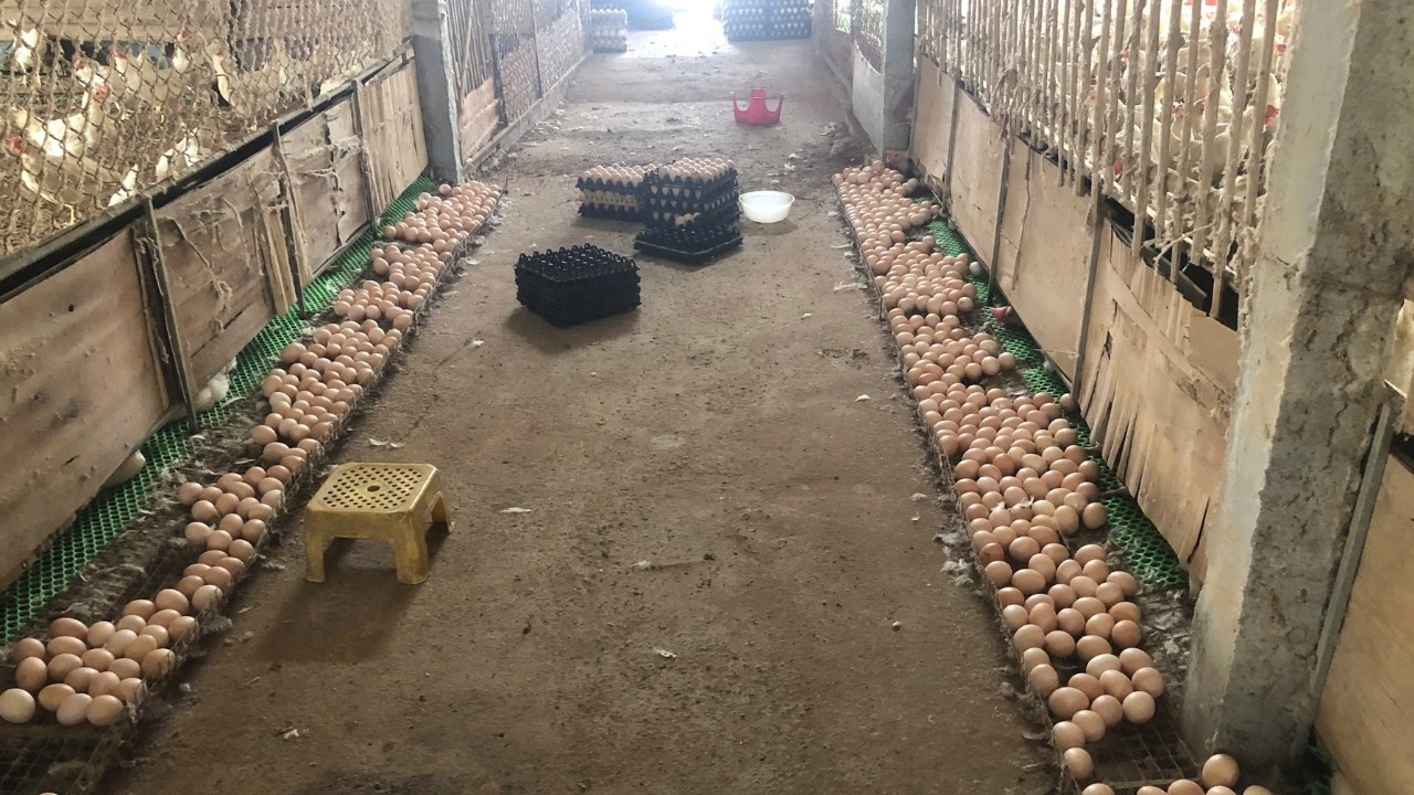 Daily Egg Harvest on Chicken Farm | Collecting Hundreds of Fresh Eggs by Hand.
