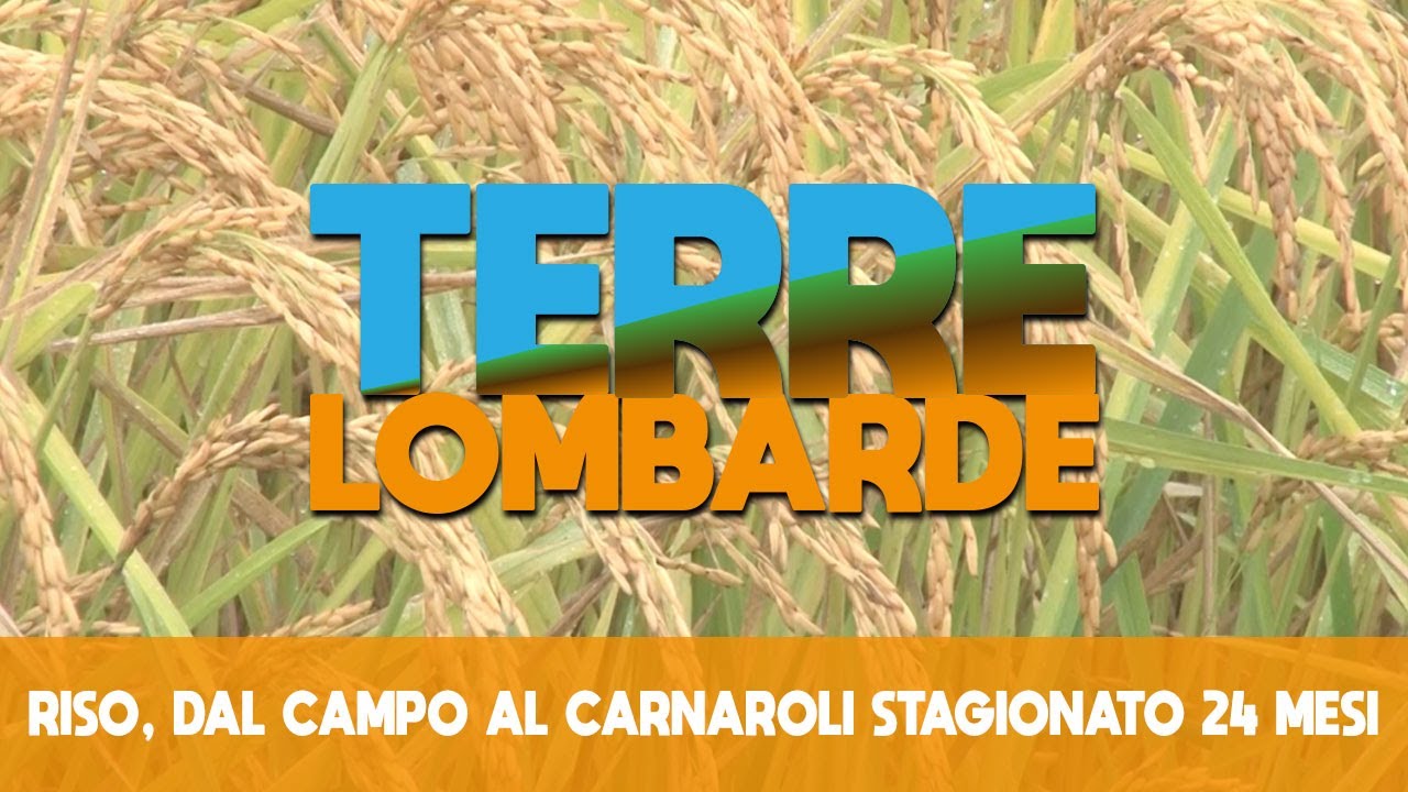 Terre Lombarde - Riso, dal campo al Carnaroli stagionato 24 mesi