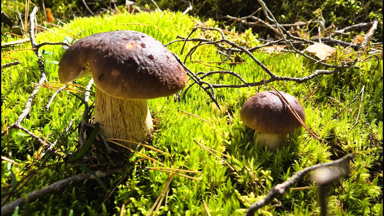 SZOK😮!! TYLU PRAWDZIWKÓW W ŻYCIU JESZCZE NIE WIDZIAŁEM😮😮🍄 GRZYBY 2025 🍄WRZEŚNIOWE GRZYBOBRANIE 2025🍄
