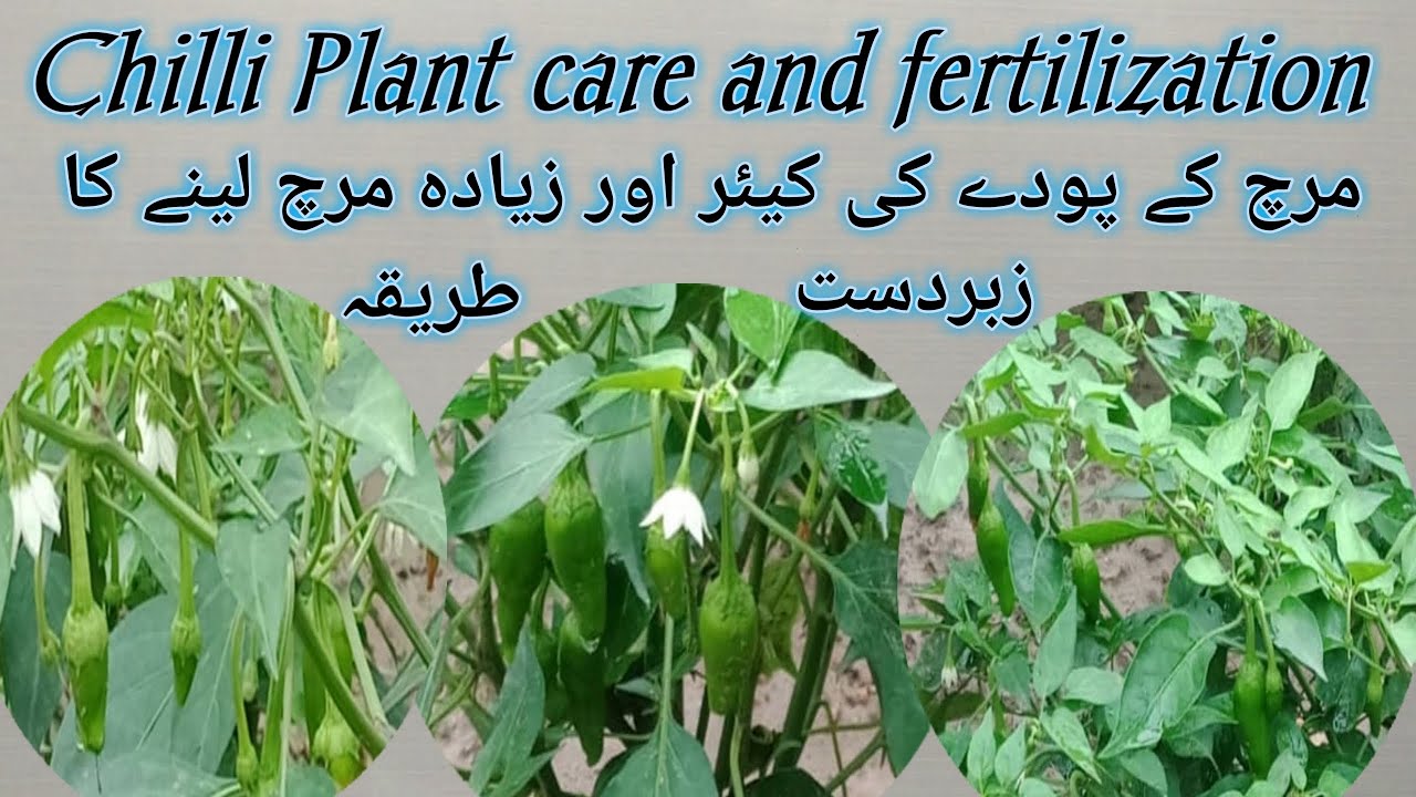 Chilli Plant care and organic fertilizer/mirch k paudhe ki care(dekhbhal)/Best fertilizer for chilli